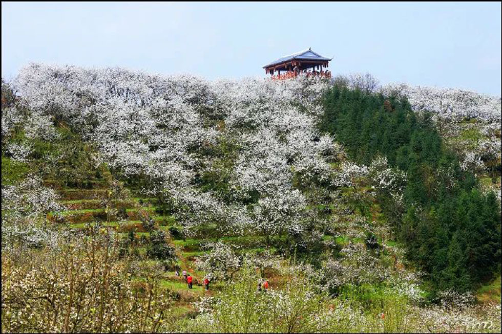 【春天,广西桂林灌阳县向您发出邀请!】我们在灌阳看梨花 - 游山玩水 - 吕梁生活社区 - 吕梁28生活网 lvliang.28life.com
