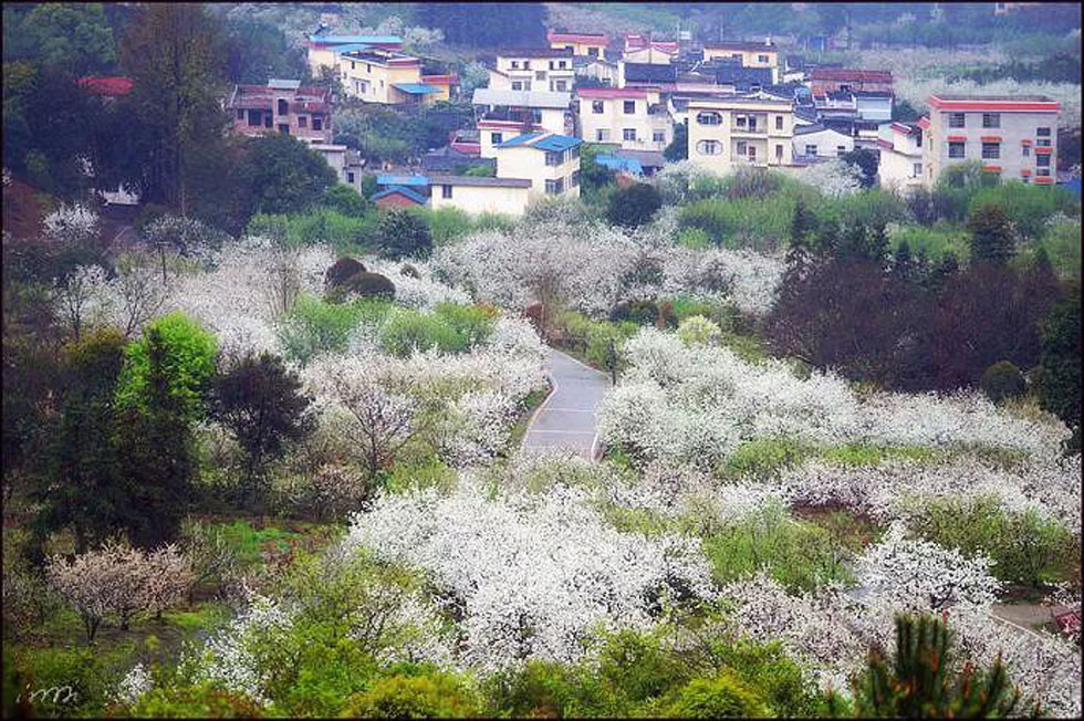 【春天,广西桂林灌阳县向您发出邀请!】我们在灌阳看梨花 - 游山玩水 - 吕梁生活社区 - 吕梁28生活网 lvliang.28life.com