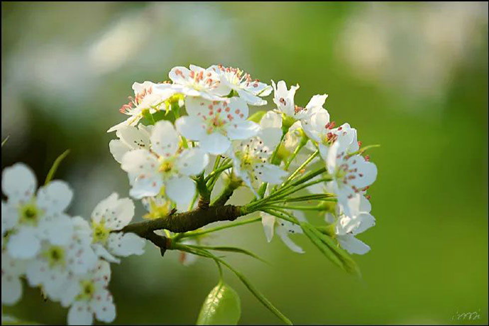 【春天,广西桂林灌阳县向您发出邀请!】我们在灌阳看梨花 - 游山玩水 - 吕梁生活社区 - 吕梁28生活网 lvliang.28life.com