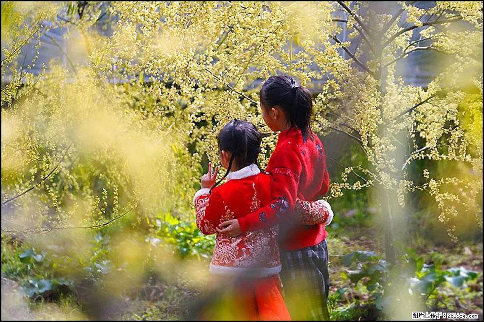【春天,广西桂林灌阳县向您发出邀请!】米珠山前有片山苍子花在飘香 - 游山玩水 - 吕梁生活社区 - 吕梁28生活网 lvliang.28life.com