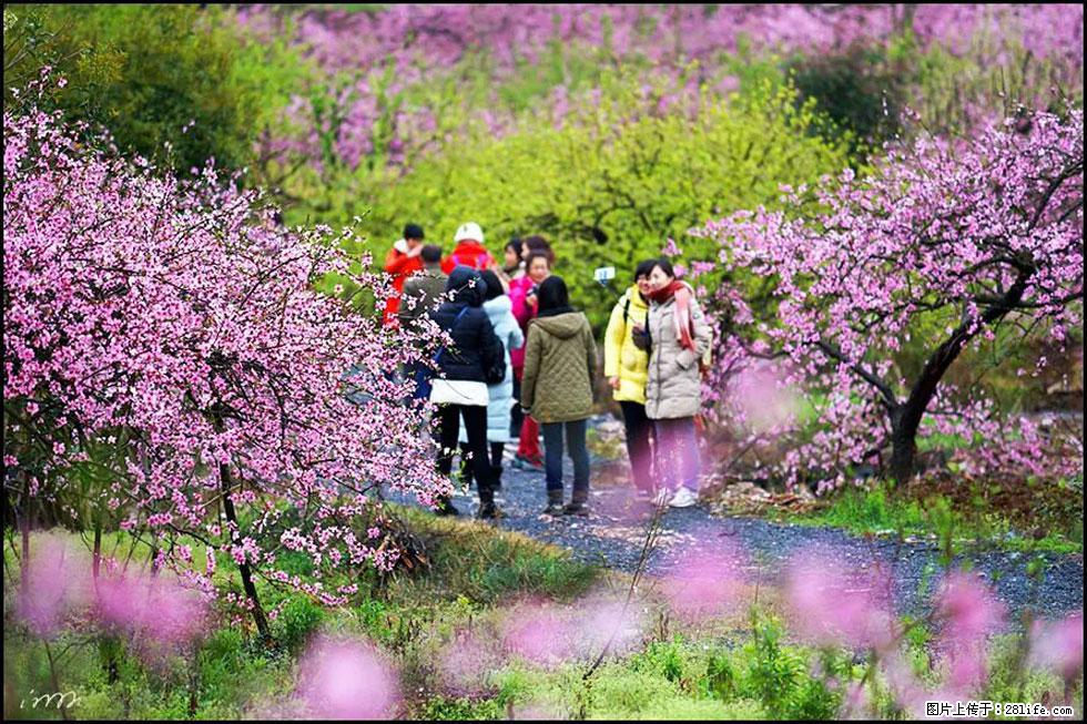 【春天,广西桂林灌阳县向您发出邀请!】官庄村有个醉美的桃花园 - 游山玩水 - 吕梁生活社区 - 吕梁28生活网 lvliang.28life.com
