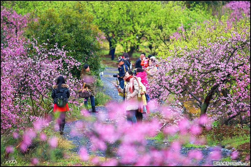 【春天,广西桂林灌阳县向您发出邀请!】官庄村有个醉美的桃花园 - 游山玩水 - 吕梁生活社区 - 吕梁28生活网 lvliang.28life.com