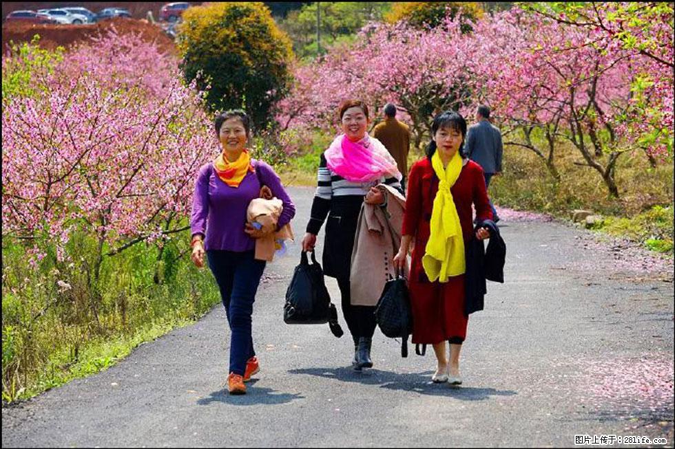【春天,广西桂林灌阳县向您发出邀请!】官庄村有个醉美的桃花园 - 游山玩水 - 吕梁生活社区 - 吕梁28生活网 lvliang.28life.com