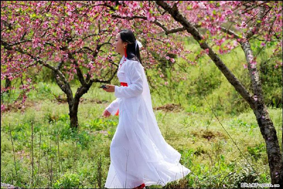 【春天,广西桂林灌阳县向您发出邀请!】官庄村有个醉美的桃花园 - 游山玩水 - 吕梁生活社区 - 吕梁28生活网 lvliang.28life.com