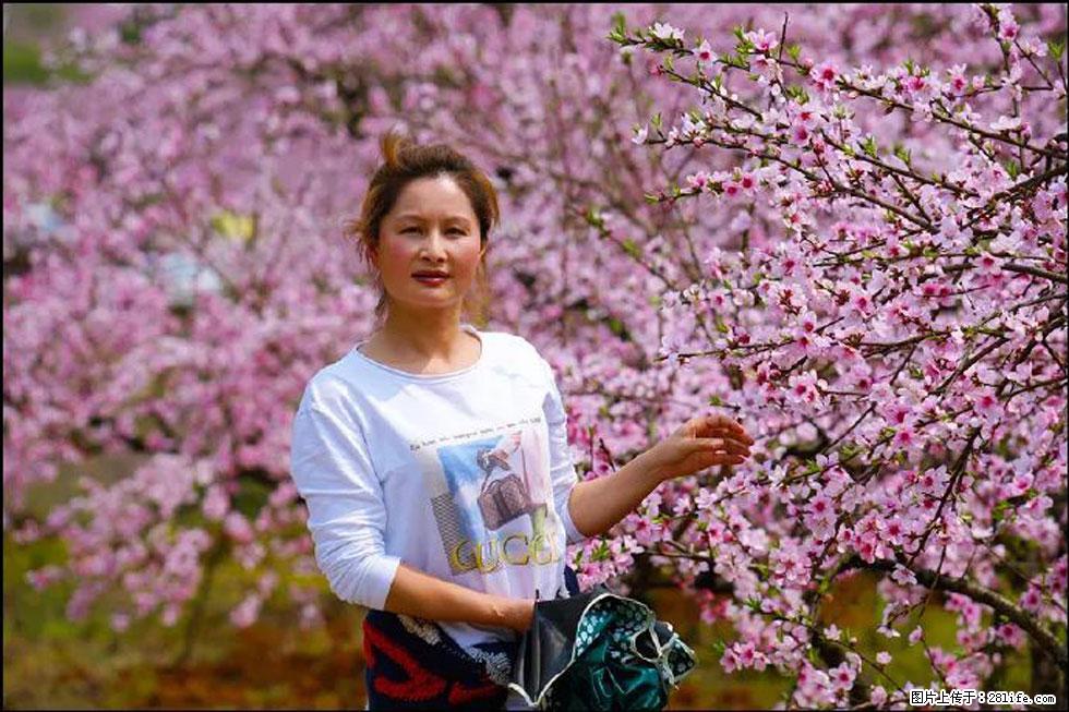 【春天,广西桂林灌阳县向您发出邀请!】官庄村有个醉美的桃花园 - 游山玩水 - 吕梁生活社区 - 吕梁28生活网 lvliang.28life.com