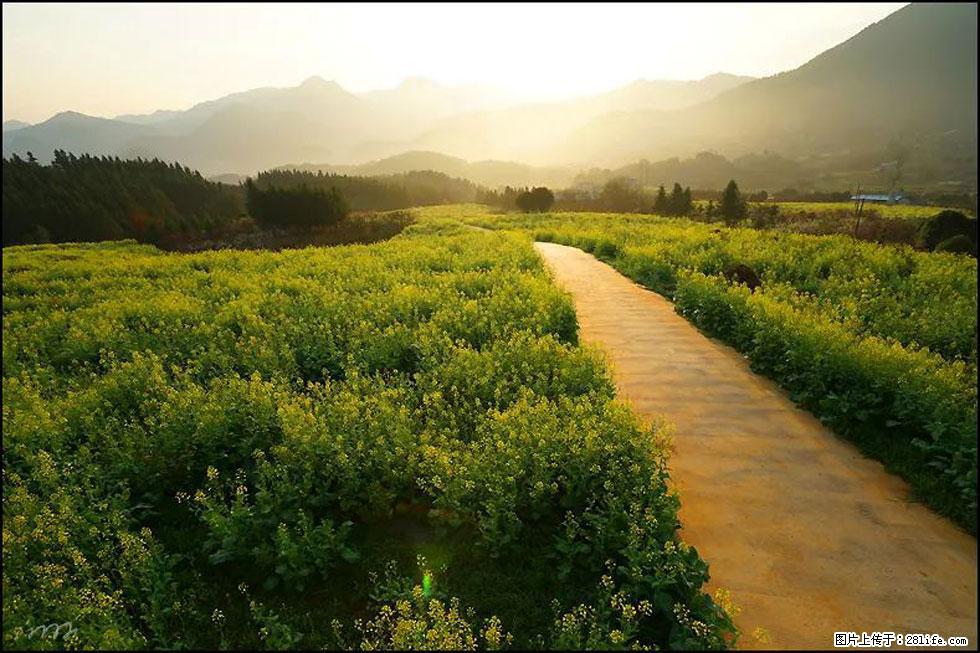 【春天,广西桂林灌阳县向您发出邀请!】长坪村油菜盛情花开 - 游山玩水 - 吕梁生活社区 - 吕梁28生活网 lvliang.28life.com