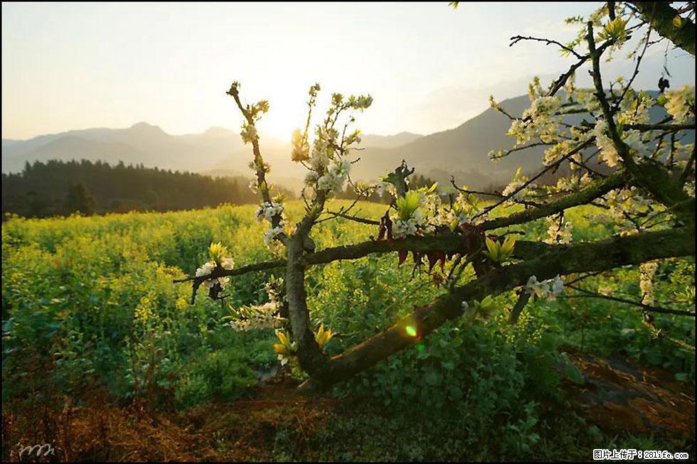 【春天,广西桂林灌阳县向您发出邀请!】长坪村油菜盛情花开 - 游山玩水 - 吕梁生活社区 - 吕梁28生活网 lvliang.28life.com