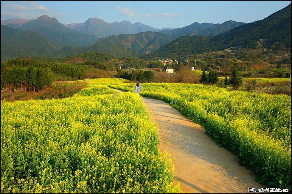 【春天,广西桂林灌阳县向您发出邀请!】长坪村油菜盛情花开 - 游山玩水 - 吕梁生活社区 - 吕梁28生活网 lvliang.28life.com