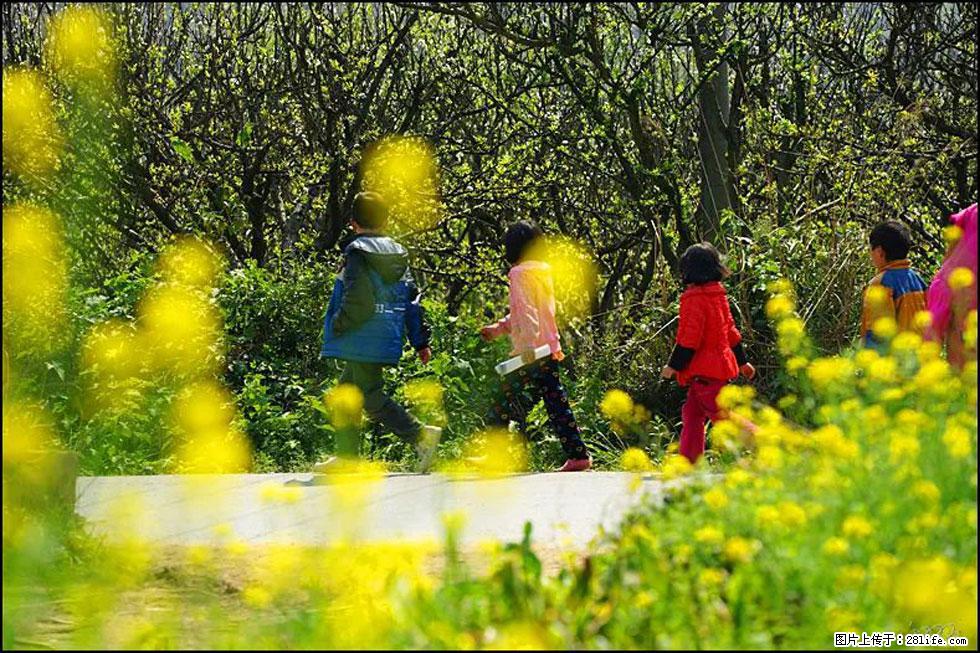 【春天,广西桂林灌阳县向您发出邀请!】长坪村油菜盛情花开 - 游山玩水 - 吕梁生活社区 - 吕梁28生活网 lvliang.28life.com