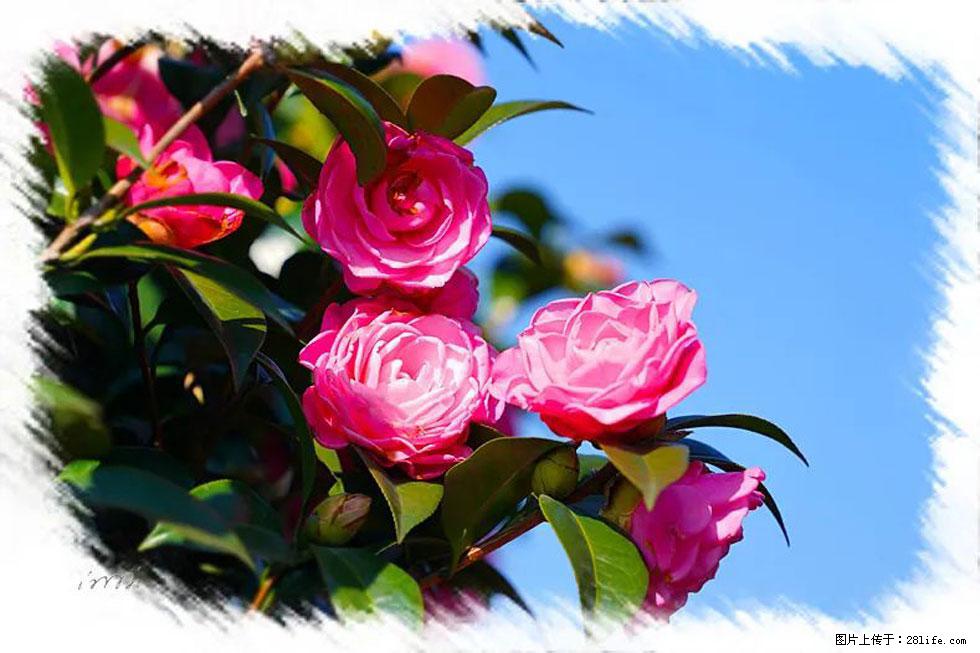 【春天,广西桂林灌阳县向您发出邀请!】杨柳井茶花惹人爱 - 游山玩水 - 吕梁生活社区 - 吕梁28生活网 lvliang.28life.com