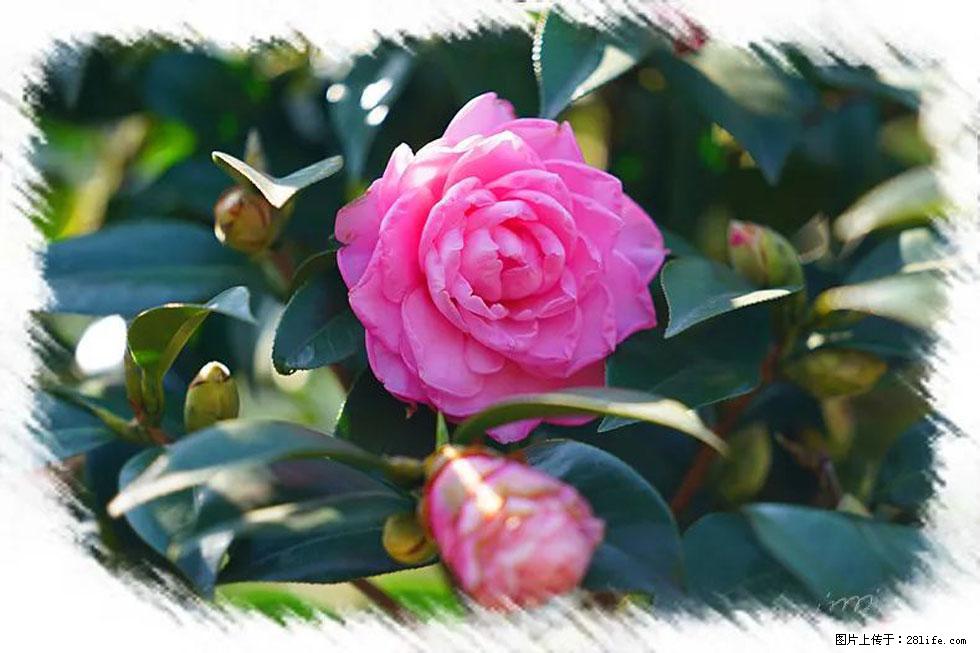 【春天,广西桂林灌阳县向您发出邀请!】杨柳井茶花惹人爱 - 游山玩水 - 吕梁生活社区 - 吕梁28生活网 lvliang.28life.com