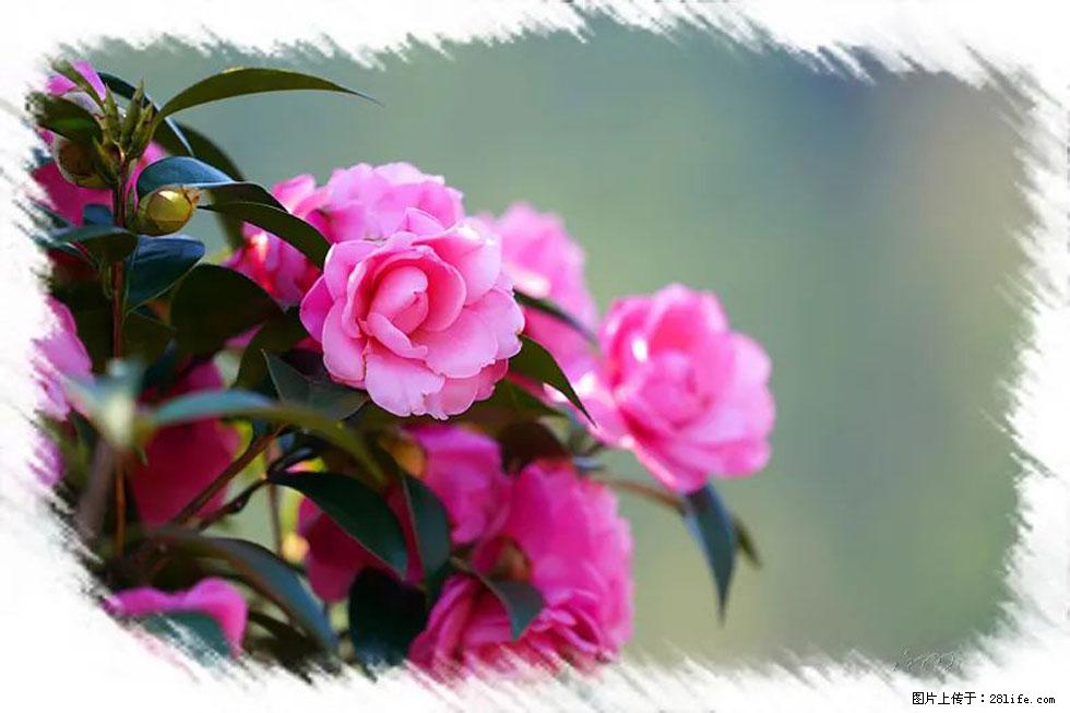 【春天,广西桂林灌阳县向您发出邀请!】杨柳井茶花惹人爱 - 游山玩水 - 吕梁生活社区 - 吕梁28生活网 lvliang.28life.com