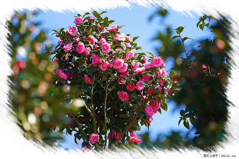 【春天,广西桂林灌阳县向您发出邀请!】杨柳井茶花惹人爱 - 游山玩水 - 吕梁生活社区 - 吕梁28生活网 lvliang.28life.com