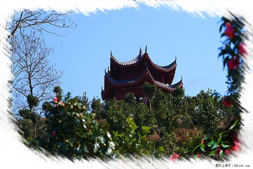 【春天,广西桂林灌阳县向您发出邀请!】杨柳井茶花惹人爱 - 游山玩水 - 吕梁生活社区 - 吕梁28生活网 lvliang.28life.com