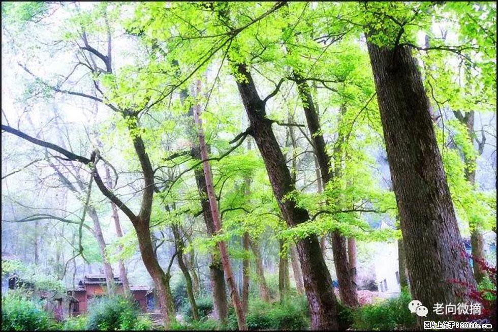 【春天,广西桂林灌阳县向您发出邀请!】在小龙村与春天约会 - 游山玩水 - 吕梁生活社区 - 吕梁28生活网 lvliang.28life.com