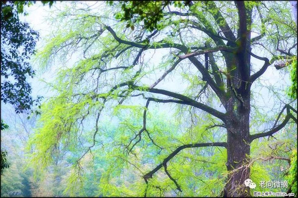 【春天,广西桂林灌阳县向您发出邀请!】在小龙村与春天约会 - 游山玩水 - 吕梁生活社区 - 吕梁28生活网 lvliang.28life.com