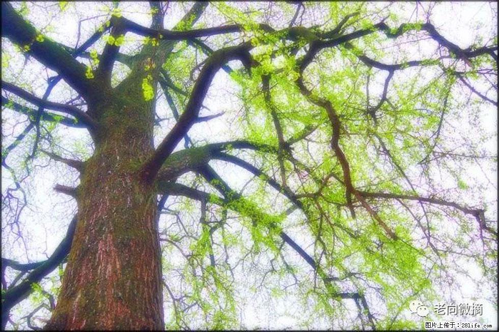 【春天,广西桂林灌阳县向您发出邀请!】在小龙村与春天约会 - 游山玩水 - 吕梁生活社区 - 吕梁28生活网 lvliang.28life.com