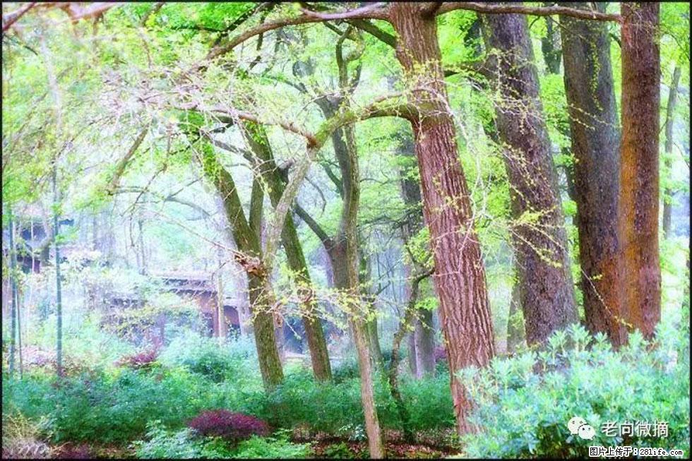 【春天,广西桂林灌阳县向您发出邀请!】在小龙村与春天约会 - 游山玩水 - 吕梁生活社区 - 吕梁28生活网 lvliang.28life.com