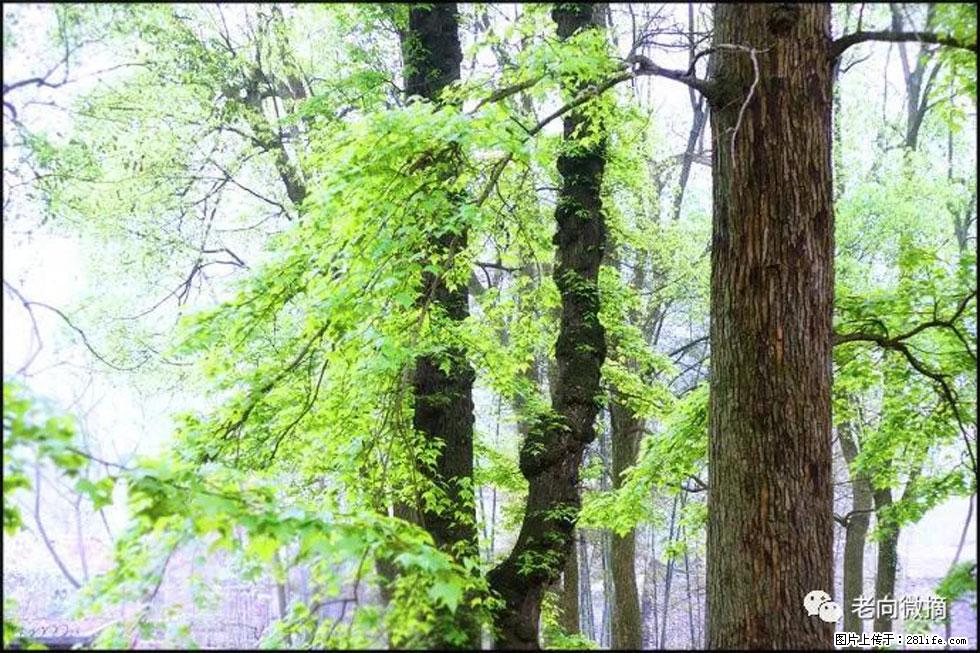 【春天,广西桂林灌阳县向您发出邀请!】在小龙村与春天约会 - 游山玩水 - 吕梁生活社区 - 吕梁28生活网 lvliang.28life.com