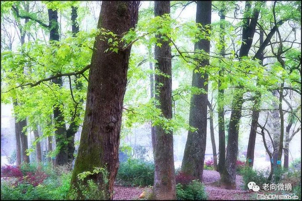 【春天,广西桂林灌阳县向您发出邀请!】在小龙村与春天约会 - 游山玩水 - 吕梁生活社区 - 吕梁28生活网 lvliang.28life.com