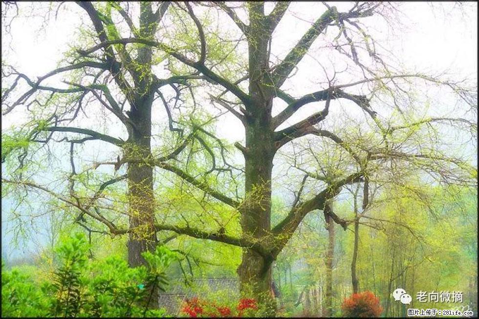 【春天,广西桂林灌阳县向您发出邀请!】在小龙村与春天约会 - 游山玩水 - 吕梁生活社区 - 吕梁28生活网 lvliang.28life.com