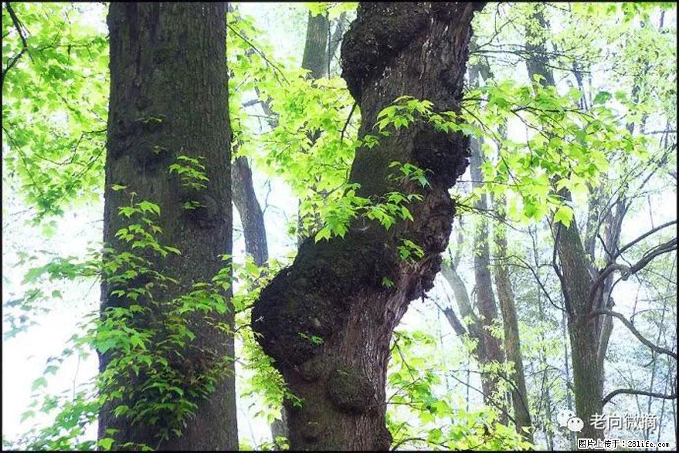 【春天,广西桂林灌阳县向您发出邀请!】在小龙村与春天约会 - 游山玩水 - 吕梁生活社区 - 吕梁28生活网 lvliang.28life.com