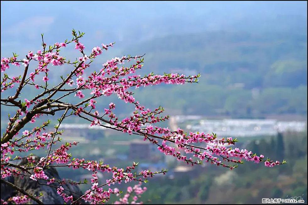 【春天,广西桂林灌阳县向您发出邀请!】望月岭上桃花开 - 游山玩水 - 吕梁生活社区 - 吕梁28生活网 lvliang.28life.com