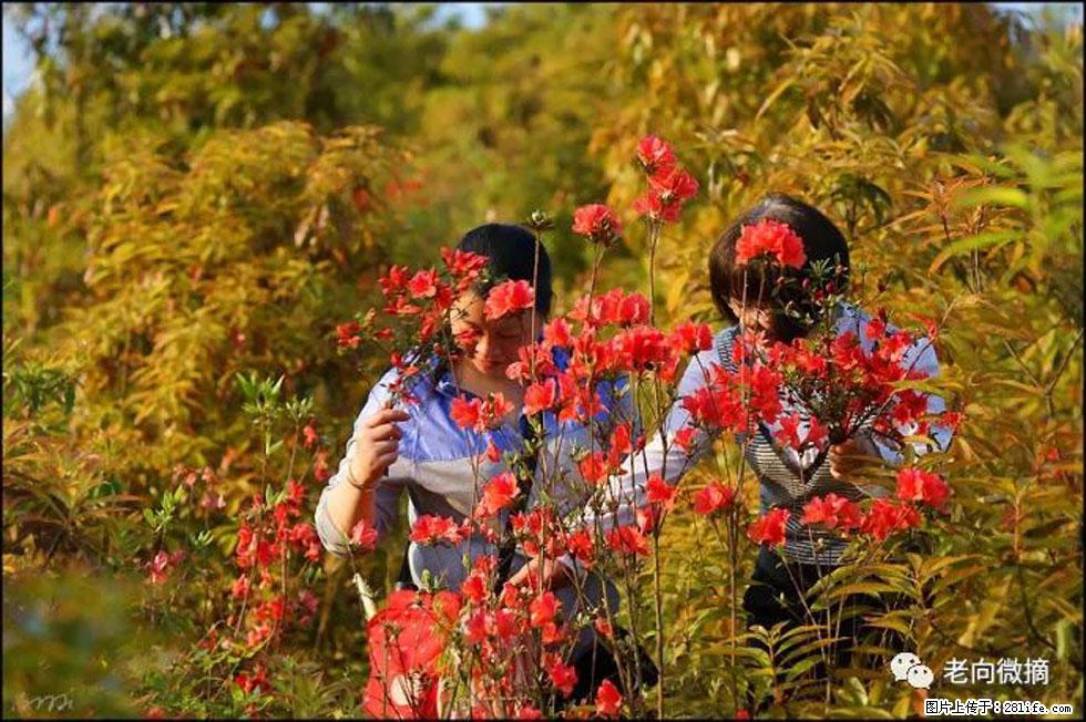 【春天，广西桂林灌阳县向您发出邀请！】登麒麟山，相约映山红 - 游山玩水 - 吕梁生活社区 - 吕梁28生活网 lvliang.28life.com