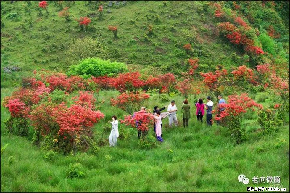 【春天,广西桂林灌阳县向您发出邀请!】宝盖山上映山红 - 游山玩水 - 吕梁生活社区 - 吕梁28生活网 lvliang.28life.com