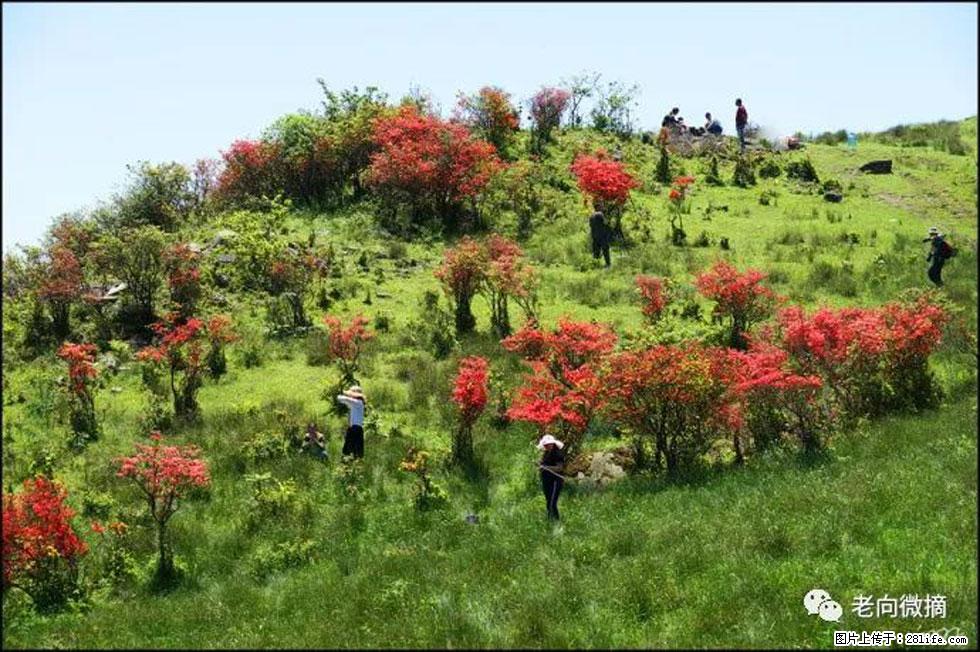 【春天,广西桂林灌阳县向您发出邀请!】宝盖山上映山红 - 游山玩水 - 吕梁生活社区 - 吕梁28生活网 lvliang.28life.com