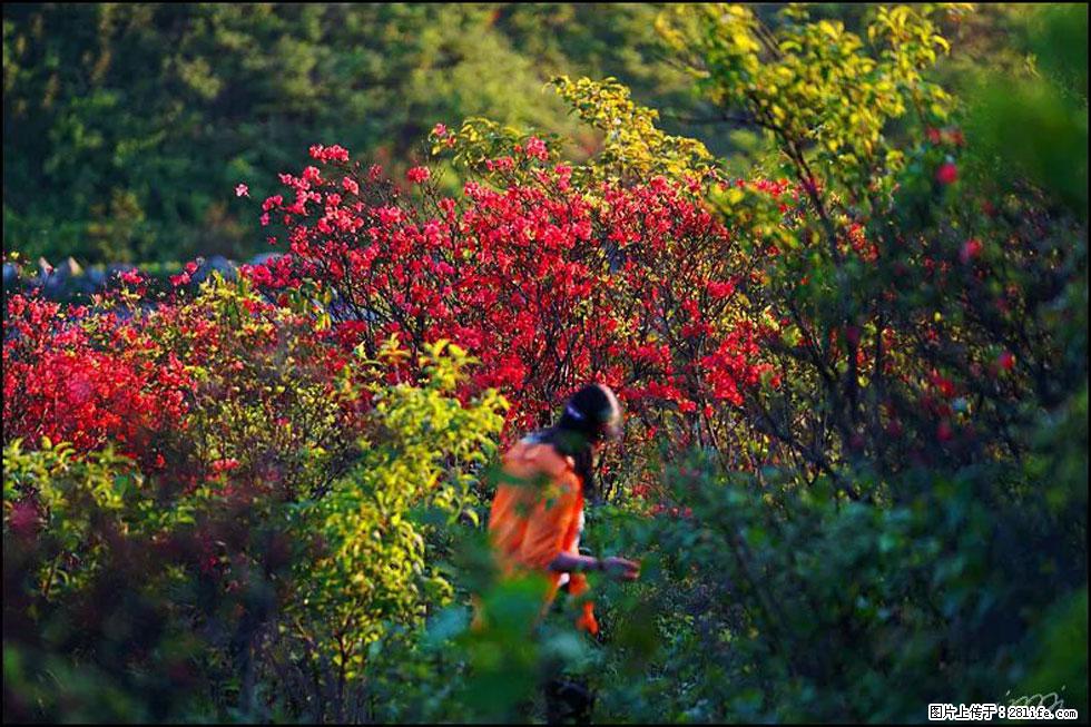 【春天,广西桂林灌阳县向您发出邀请!】春木界上映山红 - 游山玩水 - 吕梁生活社区 - 吕梁28生活网 lvliang.28life.com