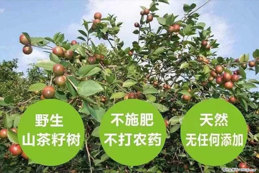 【灌阳县油茶产业示范区】一个有着充实的精神生活的人,对待身外之物自会有一种淡泊的态度 - 土特产 - 饮食特产 - 吕梁分类信息 - 吕梁28生活网 lvliang.28life.com
