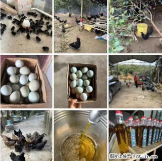 油茶园从小鸡仔开始养起的纯土鸡、土鸡蛋可以预定啦!还有前几天刚榨的纯山茶油哦 - 吕梁28生活网 lvliang.28life.com