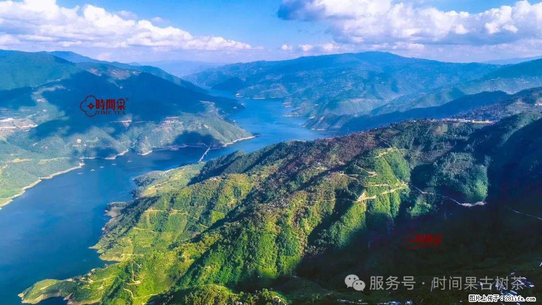 时间果百年古树龙珠普洱生茶 - 购物交流 - 吕梁生活社区 - 吕梁28生活网 lvliang.28life.com