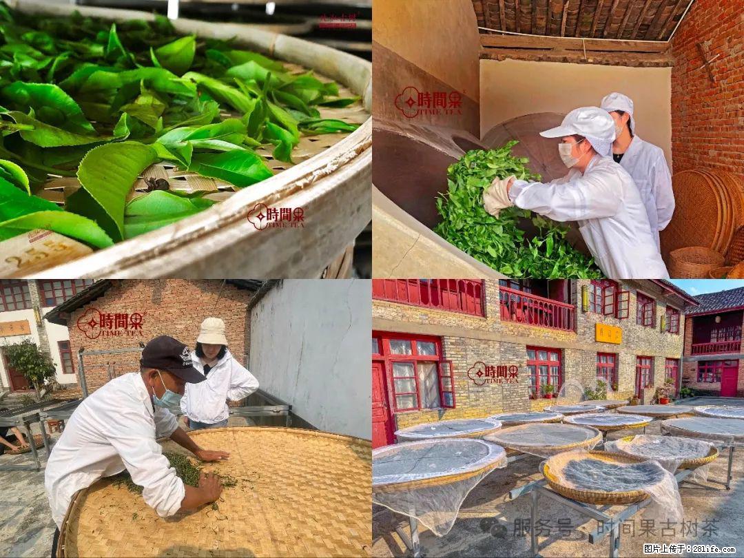 时间果百年古树龙珠普洱生茶 - 购物交流 - 吕梁生活社区 - 吕梁28生活网 lvliang.28life.com