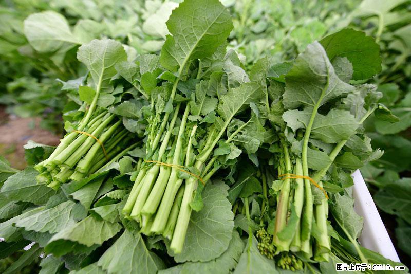 这些蔬菜是“天然钙片”，这6种被医生重点推荐 - 吕梁生活资讯 - 吕梁28生活网 lvliang.28life.com